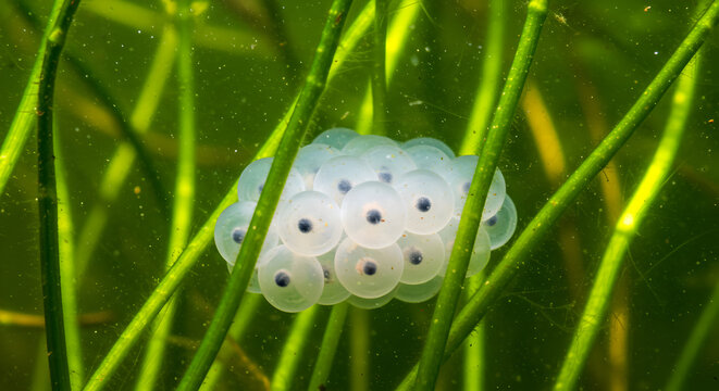 Translucent Newt Eggs Adhered To Green Aquatic Plants In Murky Water Environment