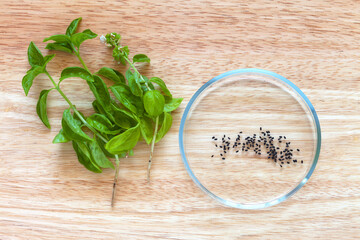 Seeds of aromatic salad basil in petri dish and green leaves fresh organic vegetable basils on wooden cutting board. Seeds before sowing in kitchen garden. Flat lay, close-up, top view, copy space