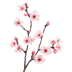 Cherry blossom branch with partial blooms and buds, isolated on white background