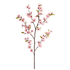 Cherry blossom branch with light pink flowers, isolated on white background