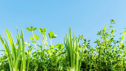Obraz premium Spring shoots against a clear sky