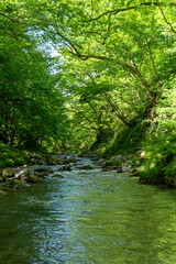 Obraz premium 渓流と新緑の風景