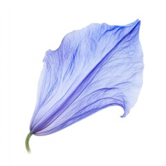 A single Bluebell petal photography botanical flower.