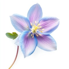 Fototapeta premium A single Columbine petal photography botanical flower.