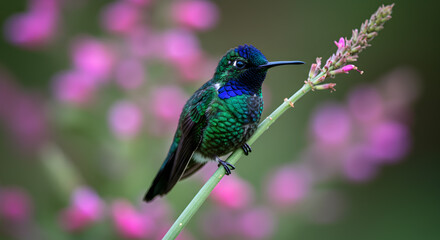 Obraz premium Vibrant Emerald Hummingbird Perched on a Delicate Branch amidst Blooming Flowers