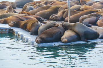 Fototapeta premium Sea Lions Resting on a Dock in Oceanside California