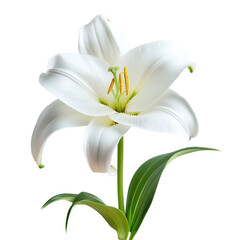Close-up of a single Easter lily bloom, isolated on white background