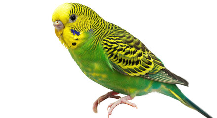 Isolated Budgerigar Bird
