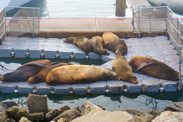 California Sea Lions Relaxing on Floating Dock in Oceanside Harbor