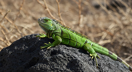 Vibrant green iguana basking serenely on a dark volcanic rock formation