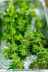 Marijuana Harvesting