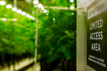 Marijuana Harvesting