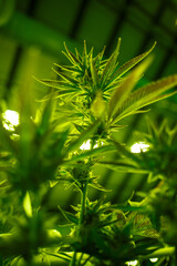 Marijuana Harvesting