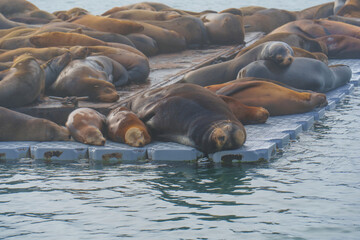 Lazy Sea Lions Resting on a Floating Dock in Oceanside, California