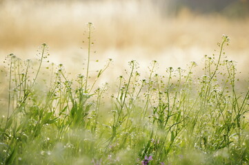 朝露に輝くなずな