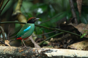 Western Hooded Pitta Pitta sordida