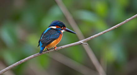 Naklejka premium Vibrant Oriental Dwarf Kingfisher Perched Gracefully on a Slender Tree Branch