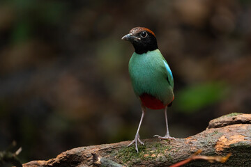 Western Hooded Pitta Pitta sordida