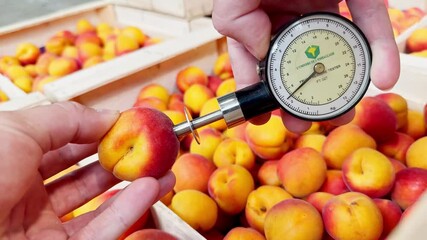Fruit firmness tester measuring the softness of apricots to determine ripeness and suitability for consumption.