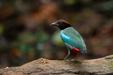 Western Hooded Pitta Pitta sordida