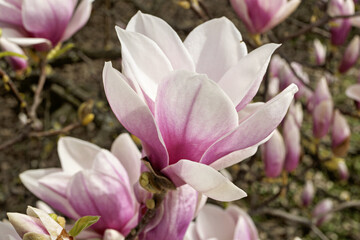 Magnolia × soulangeana, the saucer magnolia with flowers that open in a goblet or star shape, at...