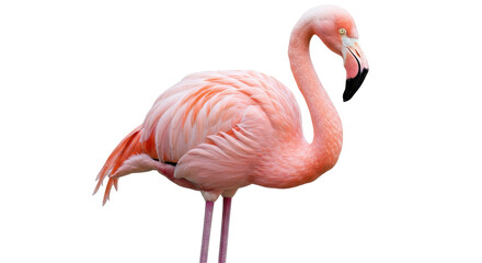 Isolated Standing Flamingo © Paul
