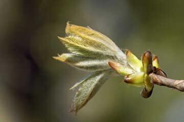 new spring leaves of an Aesculus hippocastanum, the horse chestnut, at the Bastion Park in Geneva, Switzerland