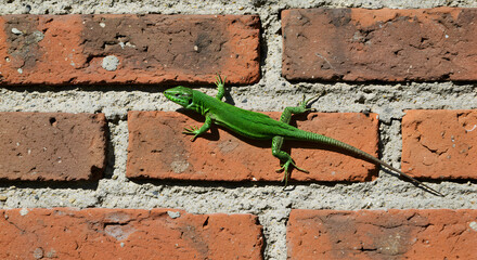 Vibrant Green Lizard Lounging on Rustic Red Brick Wall Under Sunlight