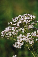 Wildblume in den Alpen