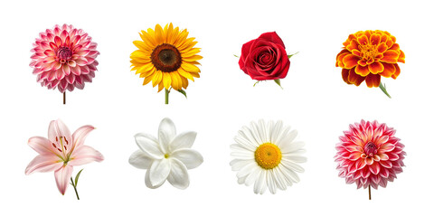 Set of various beautiful blooming flowers isolated on transparent background.