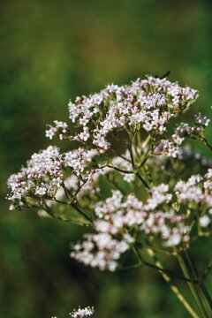 Wildblume in den Alpen