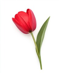 Fototapeta premium A single red tulip with green leaves on a white background
