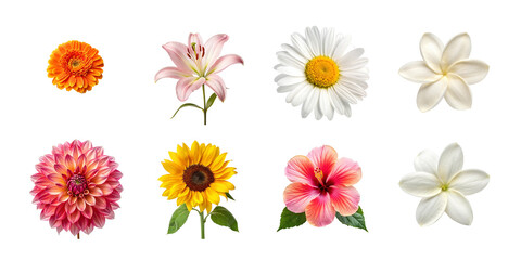 Fototapeta premium Set of various beautiful blooming flowers isolated on transparent background.