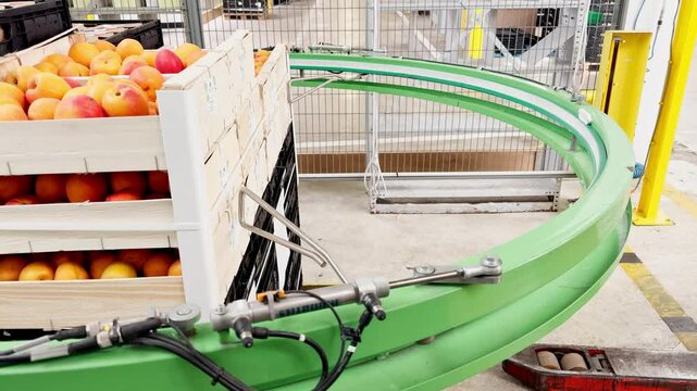 Machine wrapping finished pallets for sale with a plastic strap, welded at high temperature, tightly securing the pallet for transport in trucks