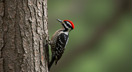 Vibrant Knysna Woodpecker Perched Gracefully on Textured Tree Bark in Natural Habitat