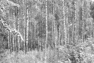 black-and-white photo with white birches