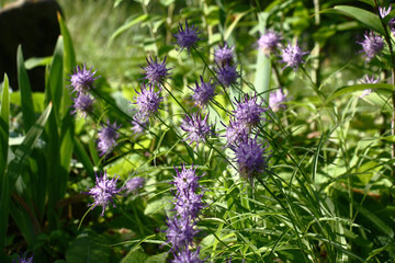 Solar summer morning. Flower bed fragment. Plentifully blossoming globularia with blue flowers of an original form.