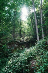 Wald in Thüringen - Deutschland