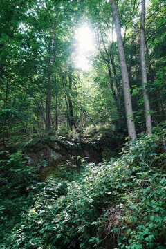 Wald in Th&uuml;ringen - Deutschland