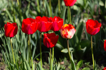 Fototapeta premium Blooming tulips on the lawn of a city park