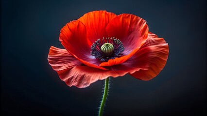 Fototapeta premium A Vivid Red Poppy Flower on Dark Background, a Close-Up Study of Delicate Petals and Stem