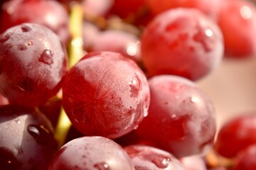 A close-up shot of Spanish red seedless Kishmish grapes