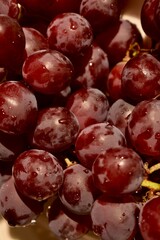 A close-up shot of Spanish red seedless Kishmish grapes