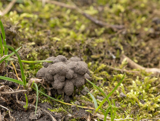 Close-up of a worm cast on moist soil with green moss and grass — a natural sign of healthy soil, biodiversity, and ecological balance. Perfect for environmental or educational themes
