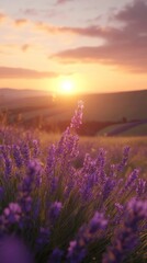 Lavender sunset flowers purple landscape.