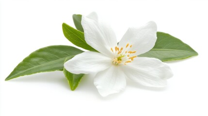 Obraz premium A white jasmine flower with subtle green leaves on a clean white background, representing purity and positive blessings