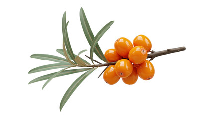 Isolated Sea Buckthorn Berries