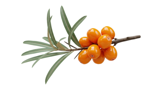 Isolated Sea Buckthorn Berries