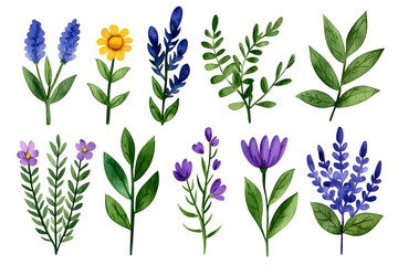 Watercolor wildflowers and leaves illustration set isolated on white