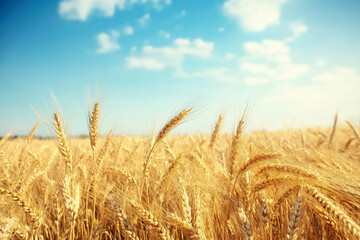 Agricultural wheat field under blue sky. Rich harvest theme. Rural autumn landscape with ripe golden wheat.